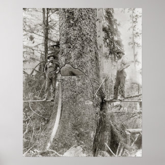 Lumberjacks with Giant Fir, 1905. Vintage Photo Poster
