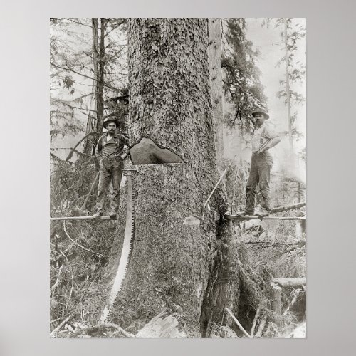 Lumberjacks with Giant Fir 1905 Vintage Photo Poster