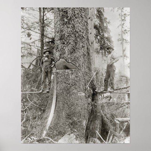 Lumberjacks with Giant Fir, 1905. Vintage Photo Poster (Front)
