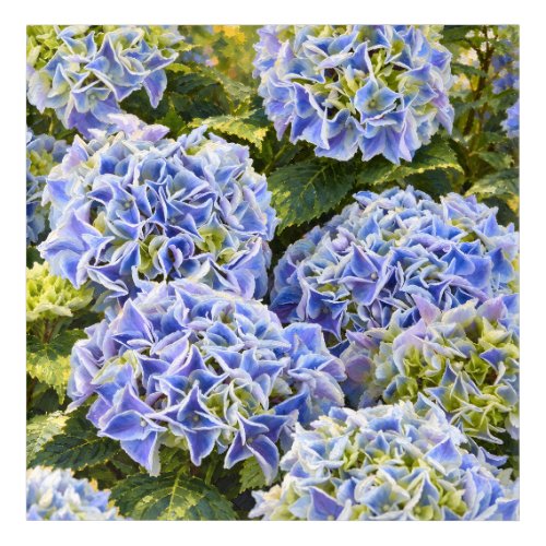 Luminous Blue Hydrangeas and Sunlit Garden Leaves Acrylic Print