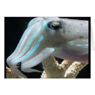 Luminous Cuttlefish Cards