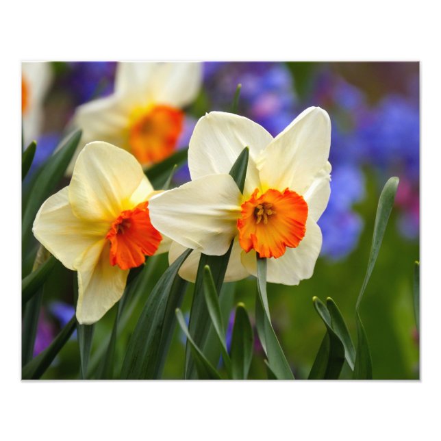 Luminous Daffodils Photo Print (Front)