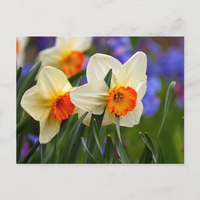 Luminous Daffodils Postcard (Front)