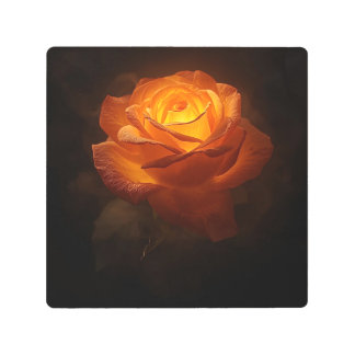 Luminous Orange Rose on Black Velvet – Elegant Flo Metal Print