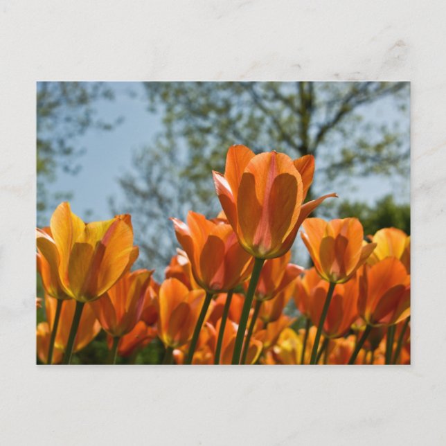 Luminous Orange Tulips Postcard (Front)