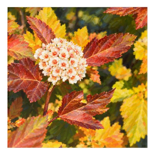 Luminous White Blossoms and Fiery Autumn Foliage Acrylic Print