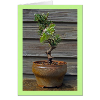 Luna Bonsai Cards