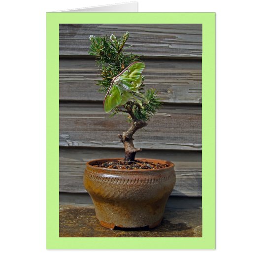 Luna Bonsai Cards (Front)