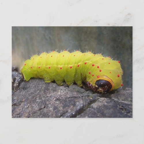 Luna Caterpillar Postcard