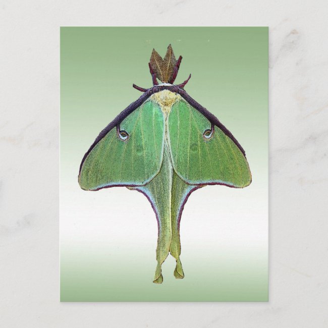 Luna Moth 2023 Calendar on Back Postcard