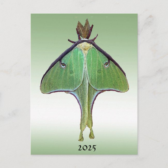 Luna Moth 2025 Calendar on Back Postcard