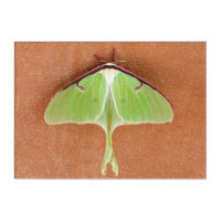 Luna Moth Acrylic Wall Print Art