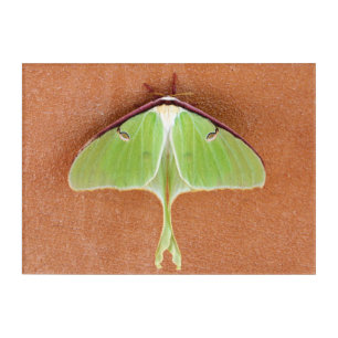 Luna Moth Acrylic Wall Print Art