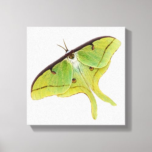 Luna Moth Artwork in Vibrant Color Canvas Print