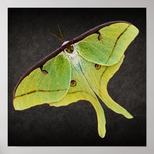 Luna Moth Artwork in Vibrant Color on Black Poster