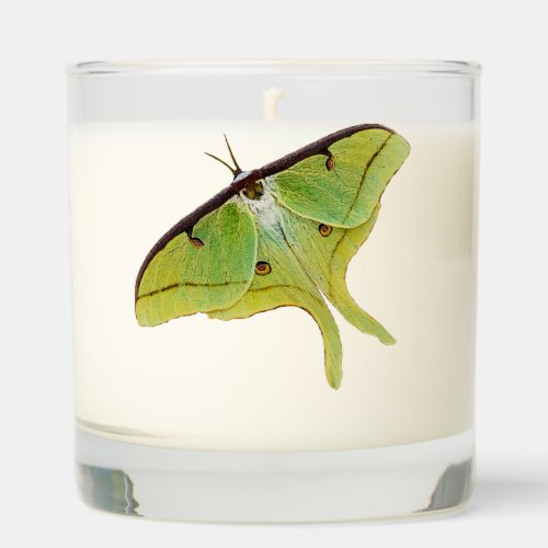 Luna Moth Artwork in Vibrant Color Scented Candle