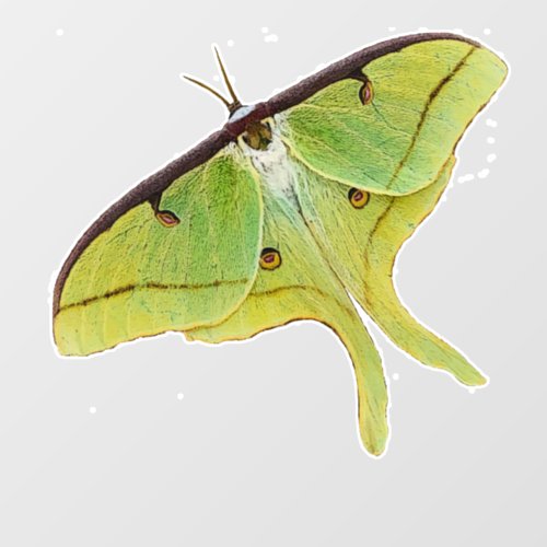 Luna Moth Artwork in Vibrant Color Window Cling