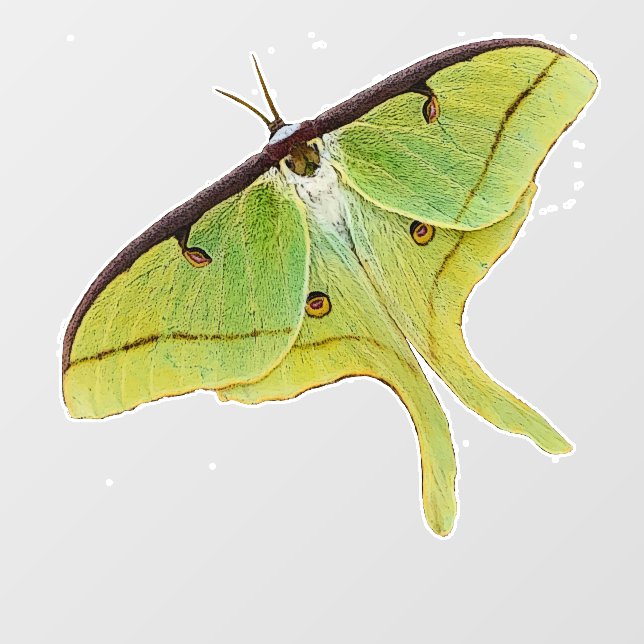 Luna Moth Artwork in Vibrant Color Window Cling (Sheet)