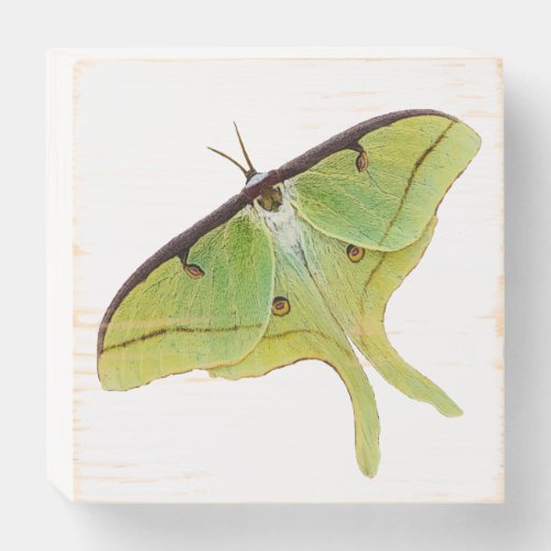 Luna Moth Artwork in Vibrant Color Wooden Box Sign