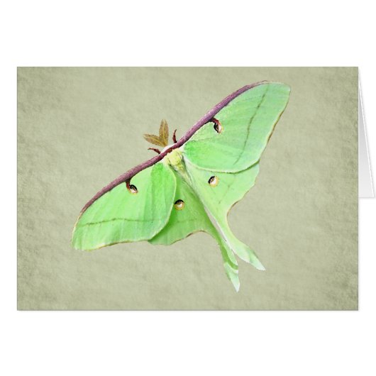 Luna Moth Card (Front Horizontal)