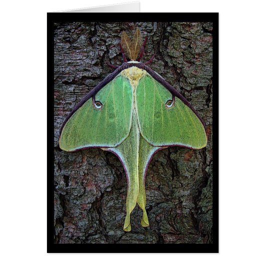 Luna Moth Cards (Front)