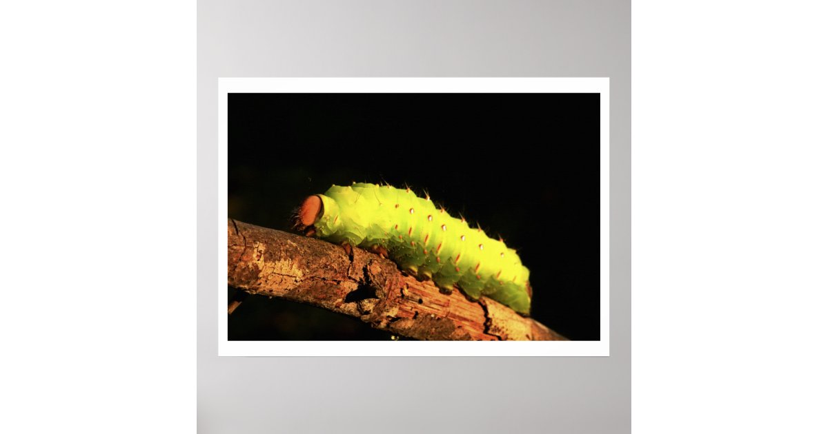 Luna Moth Caterpillar Poster Zazzle Com