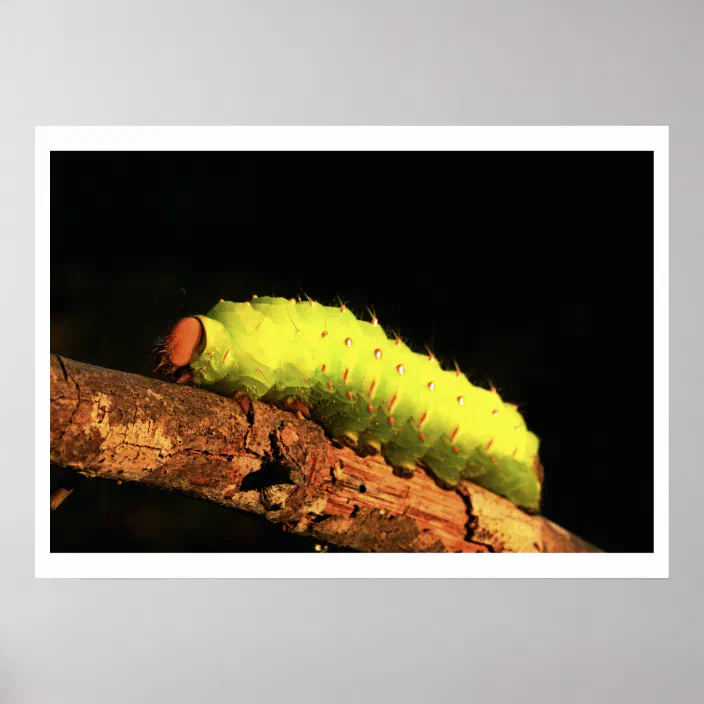 Luna Moth Caterpillar Poster Zazzle Com