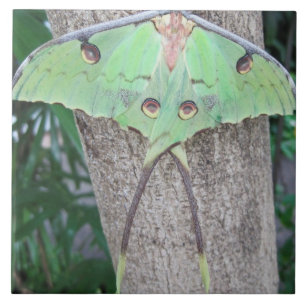 Luna Moth Ceramic Tile