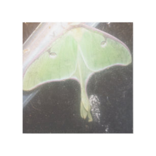 Luna Moth Close-Up Gallery Wrap