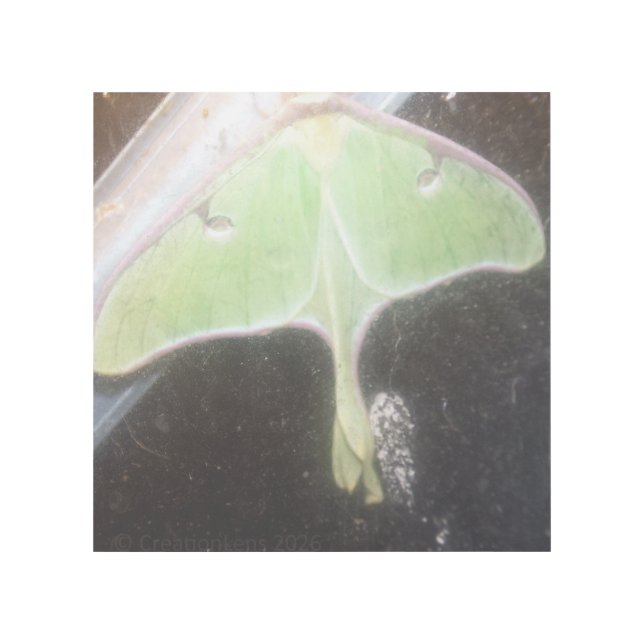Luna Moth Close-Up Gallery Wrap (Front)