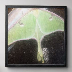 Luna Moth Close-Up Peel And Stick Photo Tile