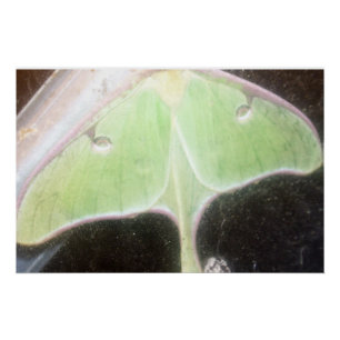 Luna Moth Close-Up Poster