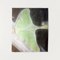 Luna Moth Close-Up
