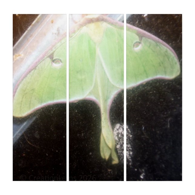 Luna Moth Close-Up Triptych (Front)