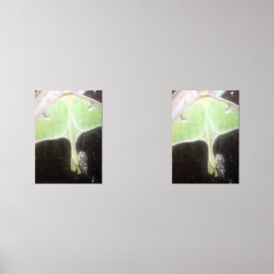 Luna Moth Close-Up Wall Art Sets