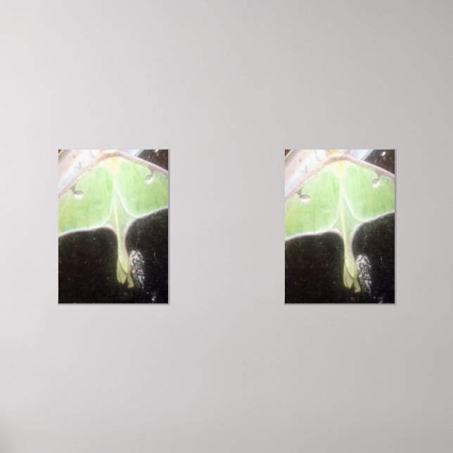 Luna Moth Close-Up Wall Art Sets (Front)