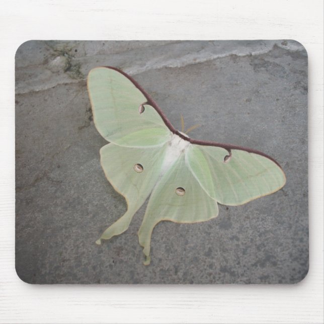 Luna moth gray background-mousepad mouse pad (Front)