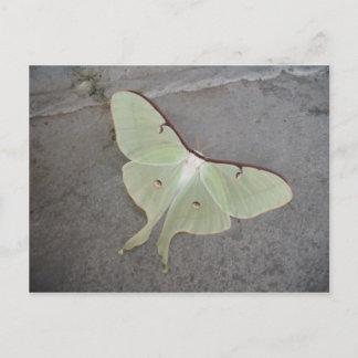 Luna moth gray background-postcard postcard