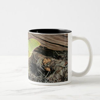 Luna Moth Lg Coffee Mug