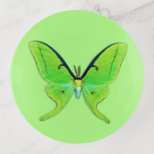 Luna Moth - Lime Green on a Pale Green Background Trinket Tray