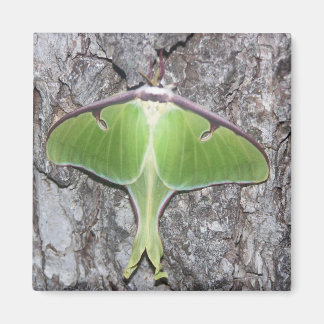 Luna Moth Magnet