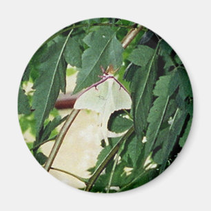 Luna Moth Magnet