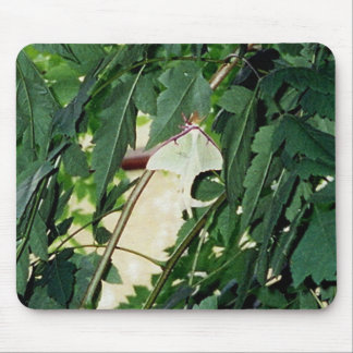 Luna Moth Mouse Pad