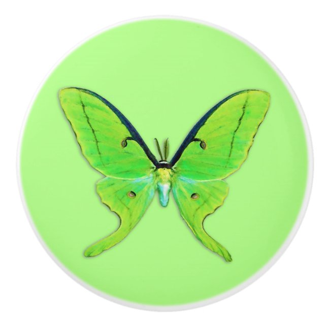 Luna moth on a pale green background ceramic knob (Front)