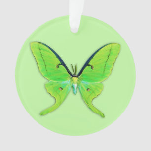 Luna moth on a pale green background ornament