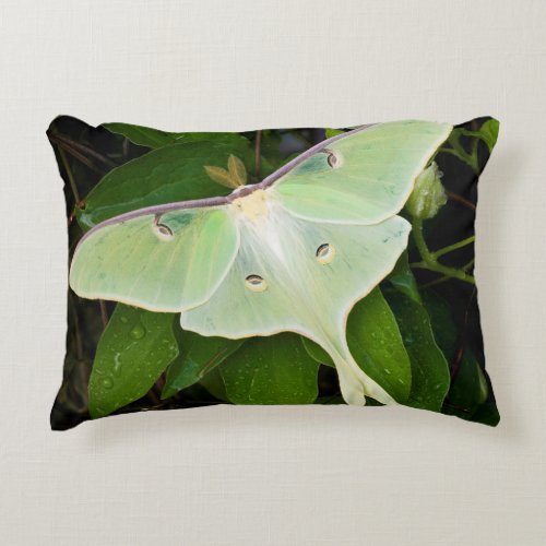 Luna Moth on Carnaby Clematis Accent Pillow