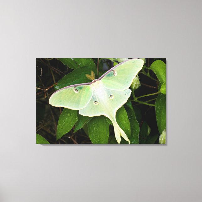 Luna Moth on Carnaby Clematis Canvas Print (Front)