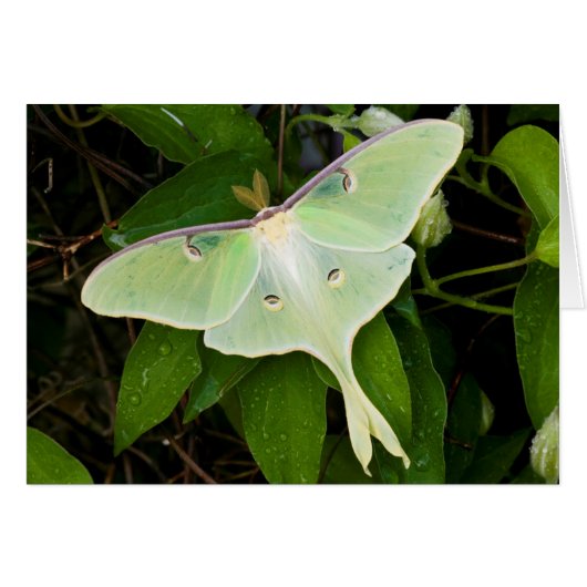 Luna Moth on Carnaby Clematis Cards (Front Horizontal)
