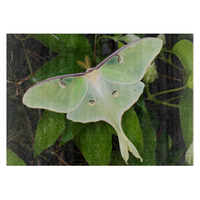 Luna Moth on Carnaby Clematis Cutting Board (Front)