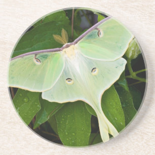 Luna Moth on Carnaby Clematis Drink Coaster
